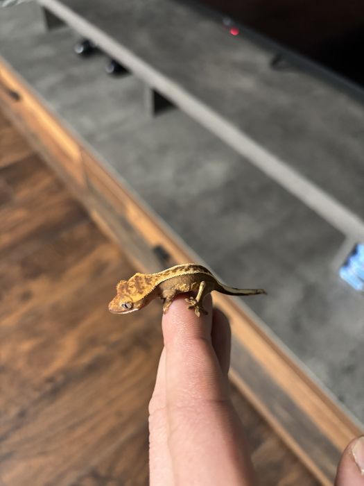 Crested gecko doua nuante