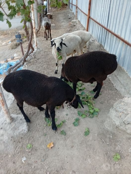 Bugʻoz quylar qoʻchqor barlar sotildi