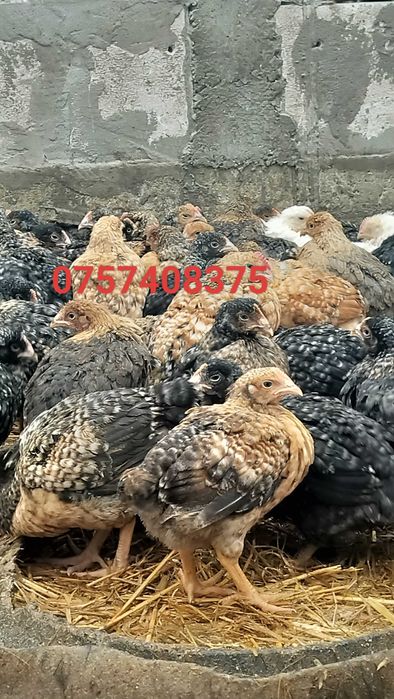 Pui rasă mixtă și de carne