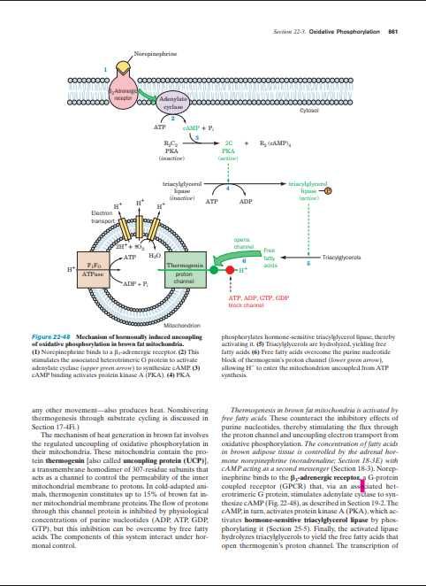 Tratate Biochimie Medicala Format electronic (PDF)-Nivel Avansat
