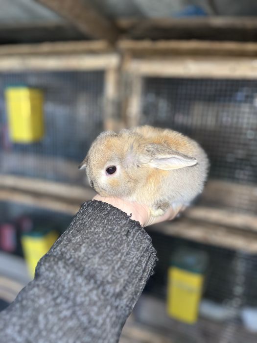 Iepurași pitici berbec