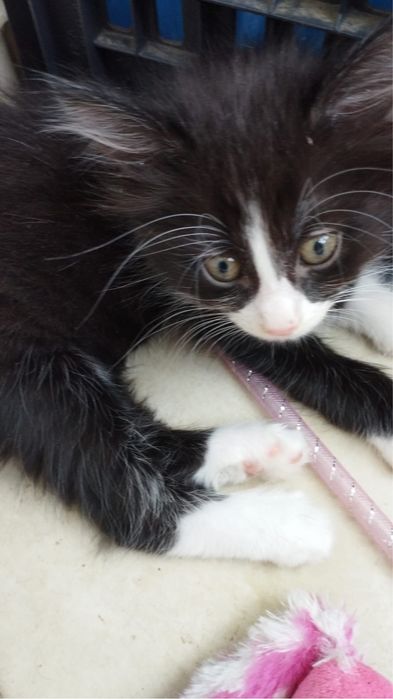 Pisicute de adoptie