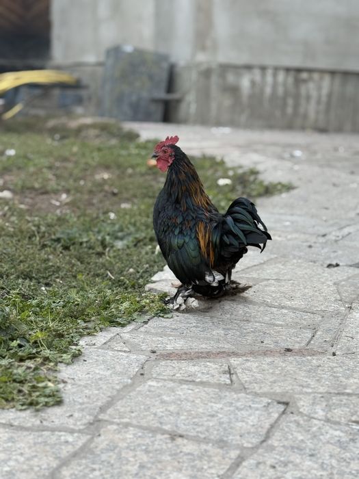 Куры карликовые, петух