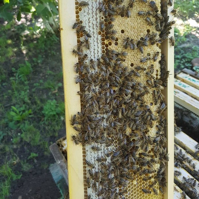 Пчелни отводки Дадан Блат и Лангстрот-Рут