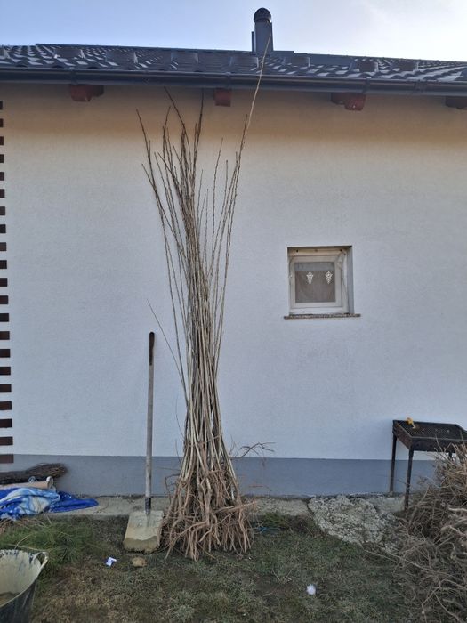 Puieti plop american plop negru alb salcâm