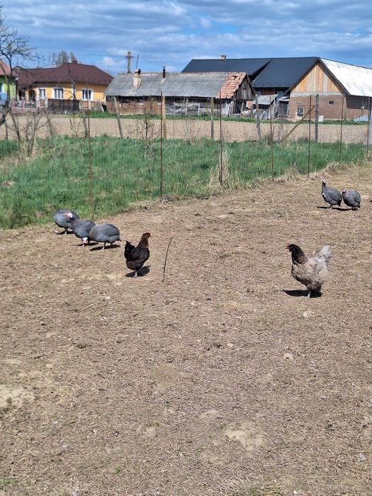 Ofertă! Ouă de gâscă , bibilică  pentru incubat la 6 lei și 3  lei