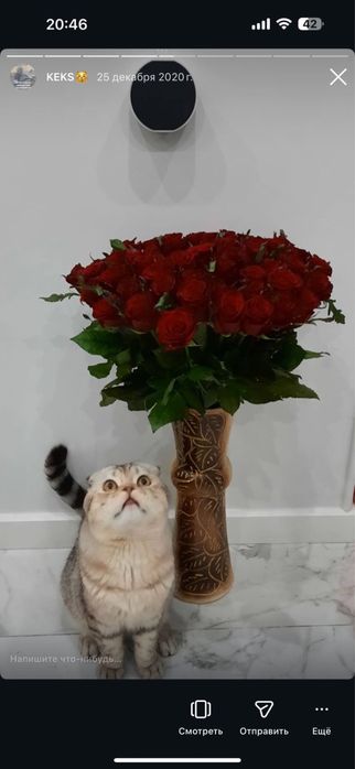 Потерялся котик!!