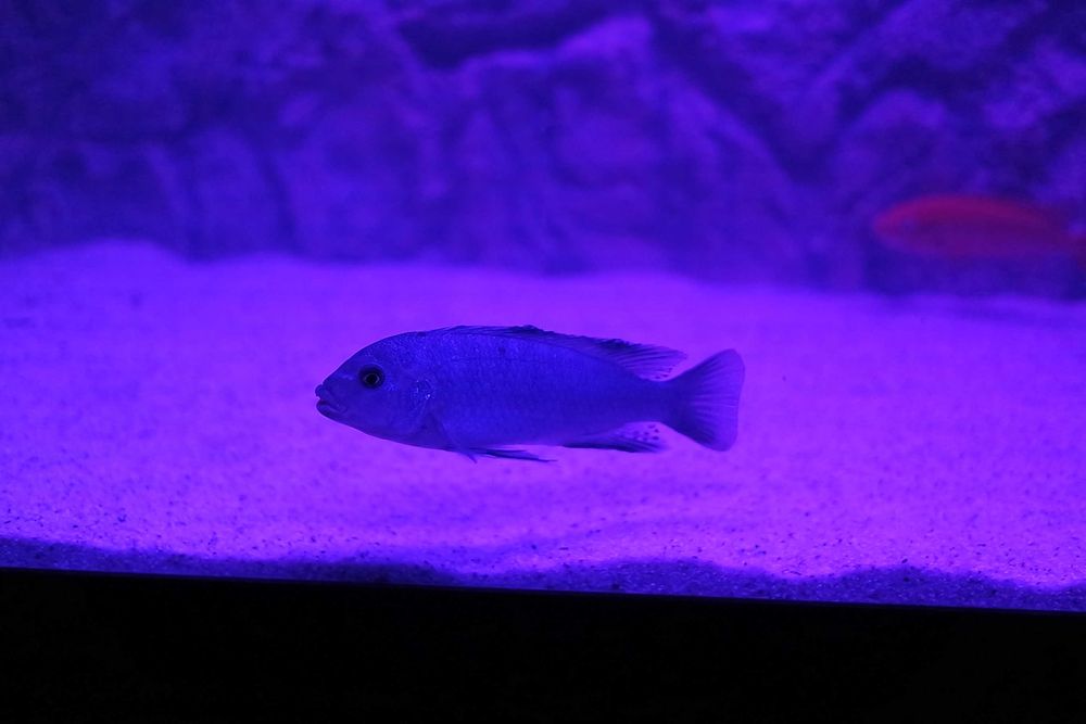 Vand Maylandia Callainos cobalt zebra cichlid