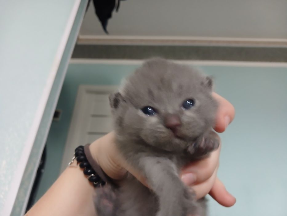 Бронирование котят