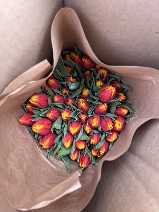 Тюльпаны  Семей