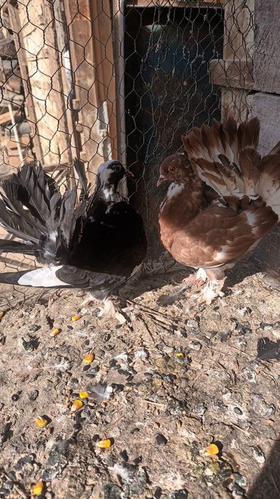 Porumbei kingi și rotati