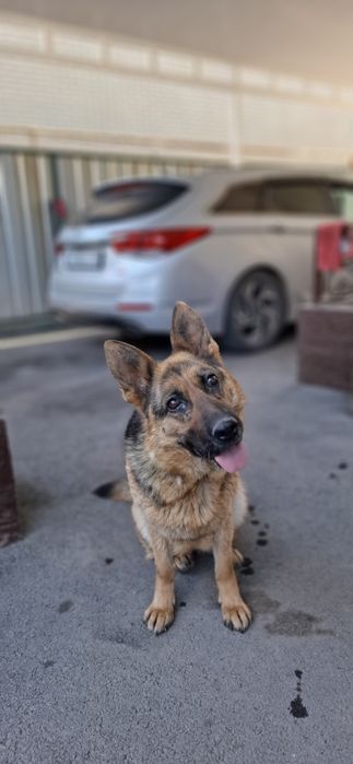 Немецкая овчарка