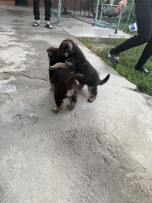 Щенки немецкой овчарки
