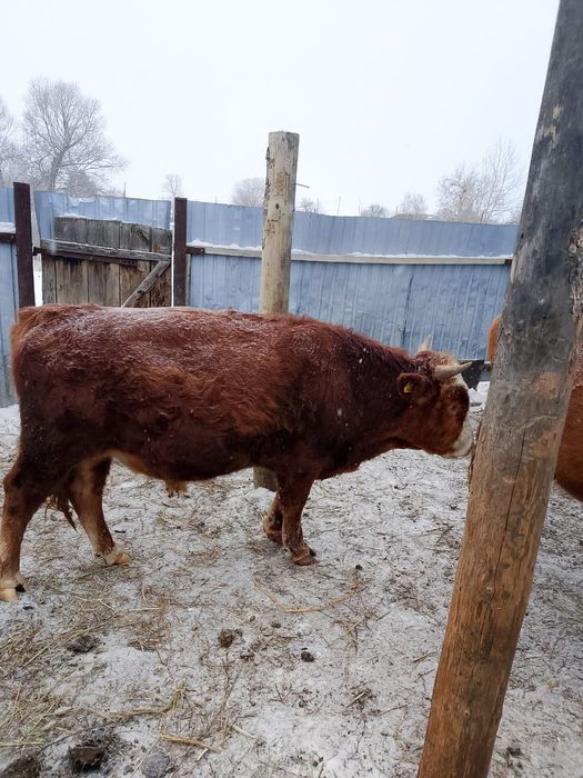 Продам быка  срочно