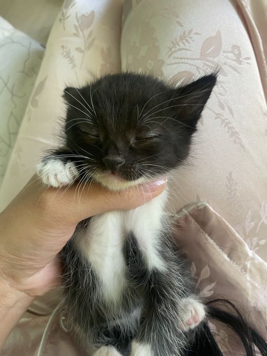 Котята девочки 4