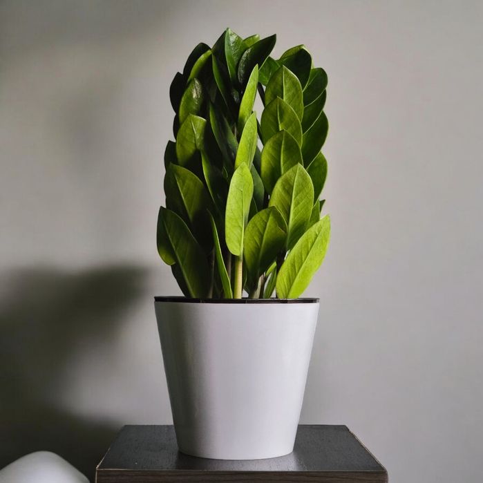 Замиокулькас Цветы Орхидея Гуллар Комнатные Растения Долларовое дерево