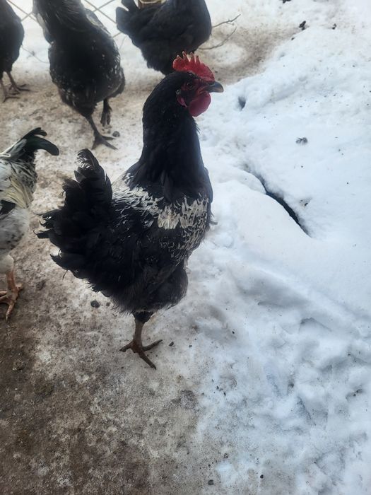 Продам молодых петушков