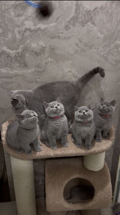 Британские котята