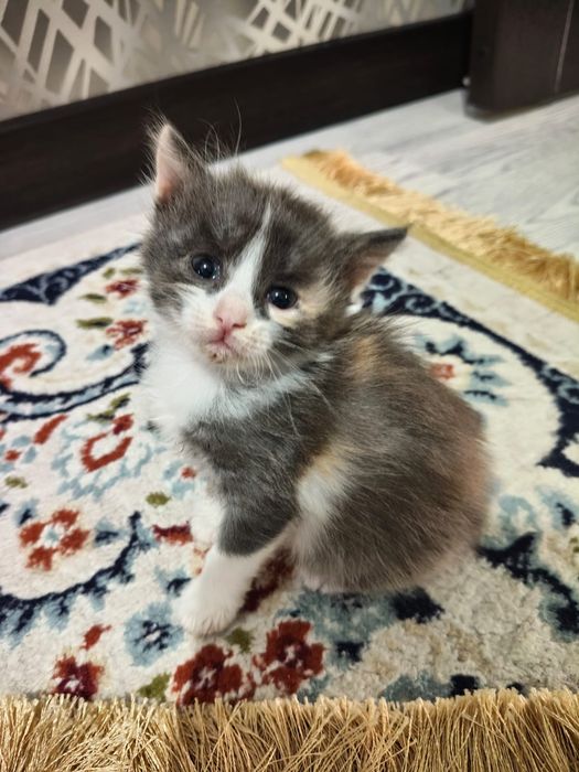 Котята домашние бесплатно