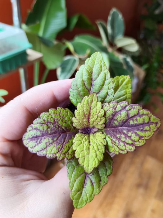 Продам комнатные цветы колеус