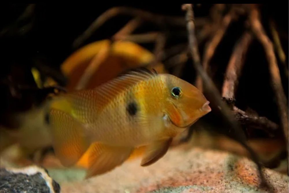 Гвинакара Овроевефи (Guianacara Owroewefi)