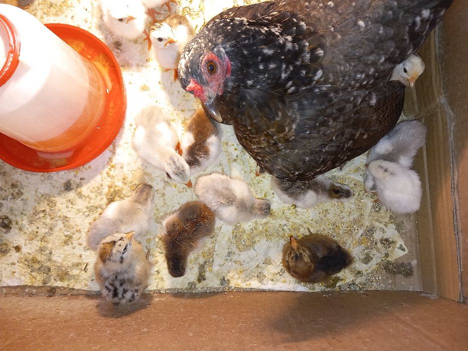 Pui de găină moțați, marans și  bibilici colorate