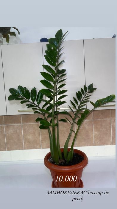 Комнатные растения