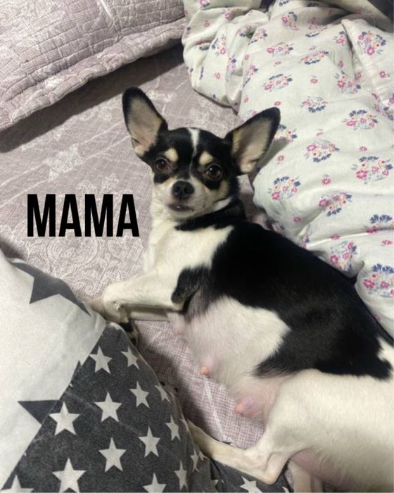 Продаются щенки породы ЧИХУАХУА