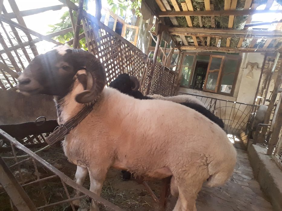 кучкорлар сотилади