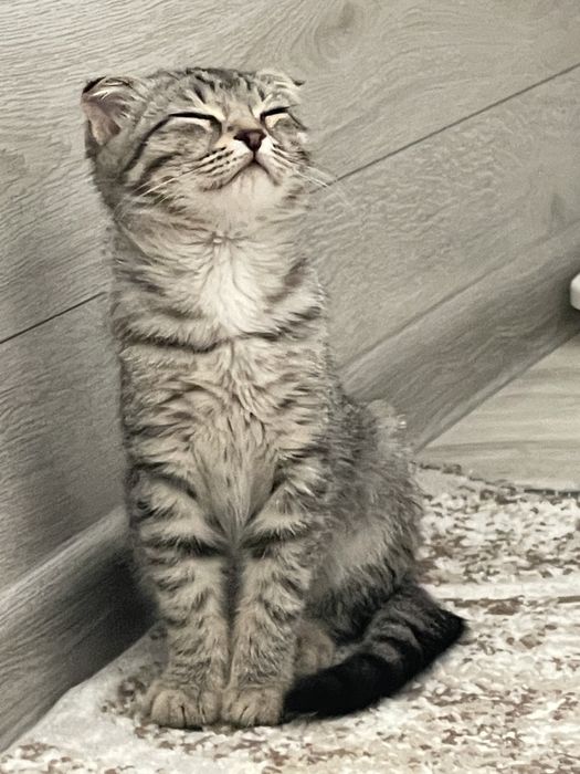 Вислоухи котенок бесплатно