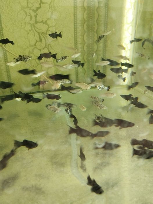 Тернеция Гло аквариумные рыбки