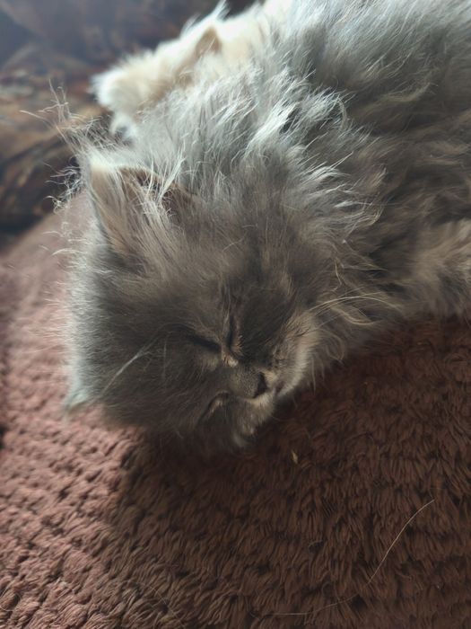 Персийски котенца