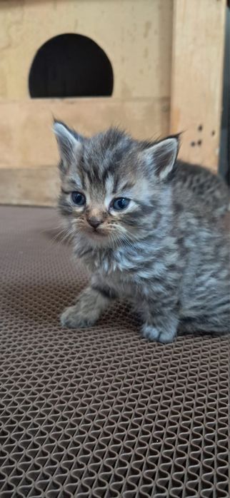 шотландские вислоухие