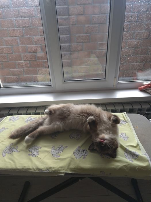 Отдам кота в хорошие руки