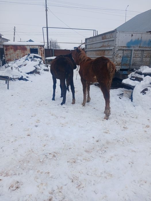 Продам жеребят тайчики  оба ургашы