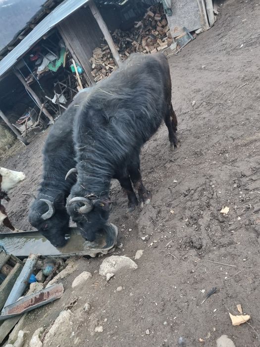 Vand 2 bivoli 11 si 5 ani