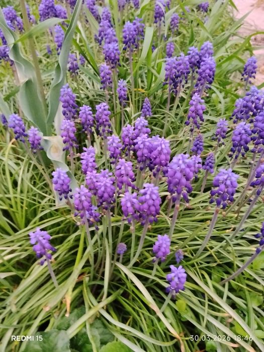 Продаются садовые цветы.