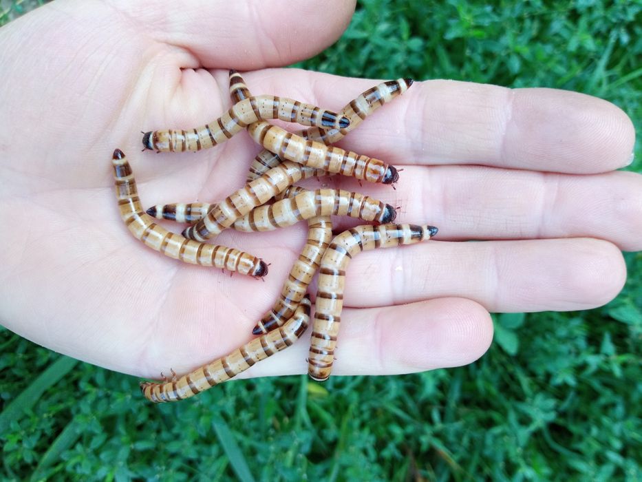 VIERMI DE FAINA Tenebrio molitor și Superworms