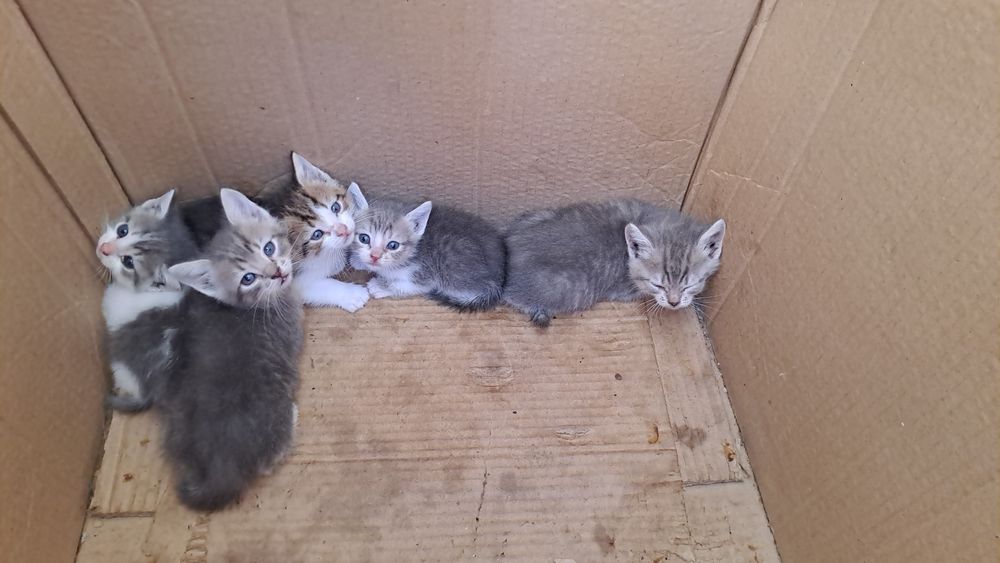 Отдам котят бесплатно