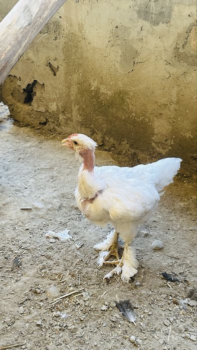 Avstrolop ruminiya, Brama, Golosheyka jo’jalari