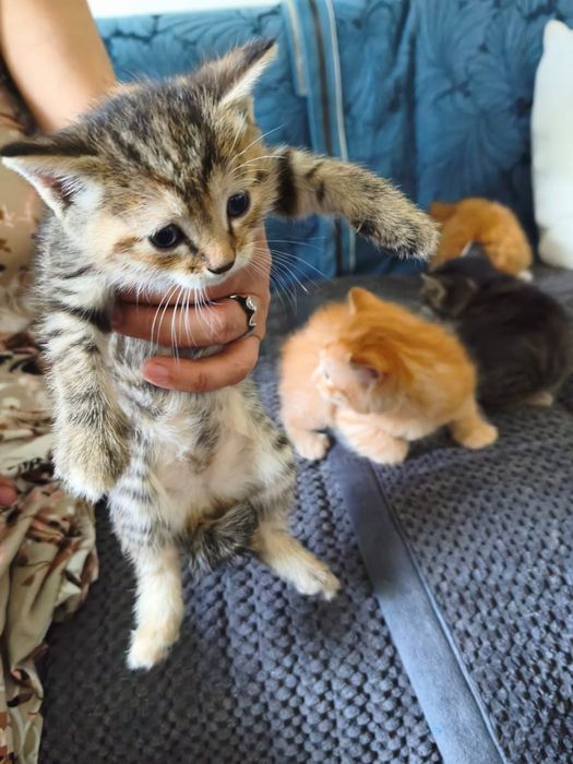 Отдам котят в добрые руки