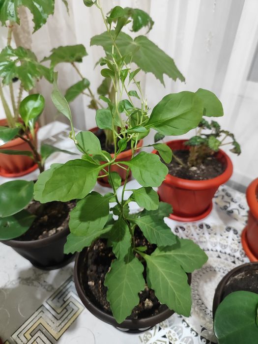 Продам Комнатные цветы