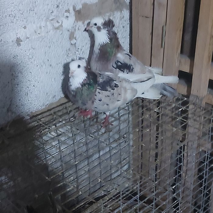 Челкар белагаловый чубати пара