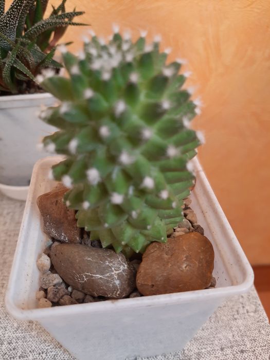 Продам кактусы..