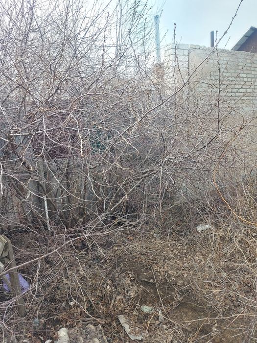 Саженцы вишни, малины продам
