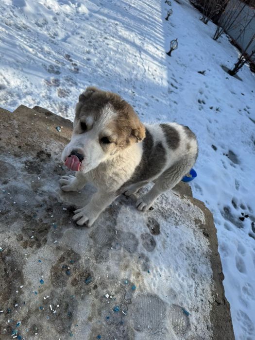 Алабай күшік таза …………..