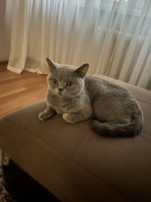 Отдадим кошку в добрые руки