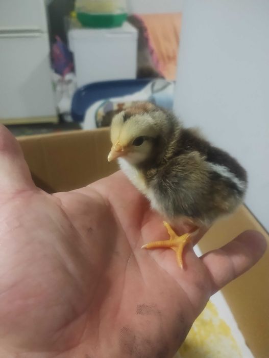 Vând pui găină de rasa italiană argintie