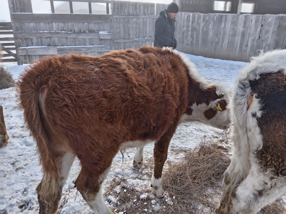 Продам подсос. Подсос