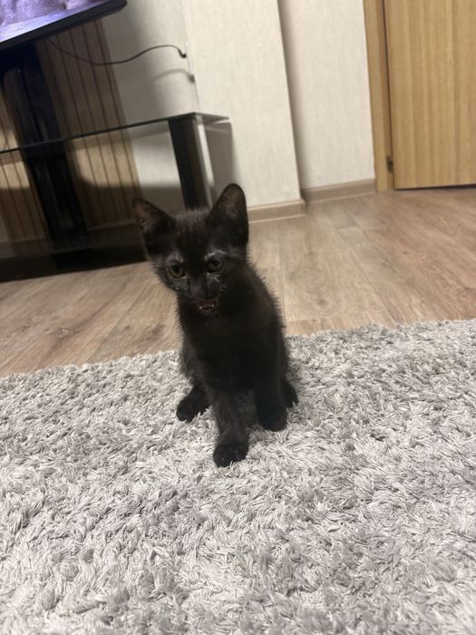 Котенок в хорошие руки